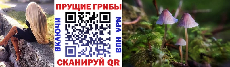 Псилоцибиновые грибы Cubensis  Купить закладки  Владимир 